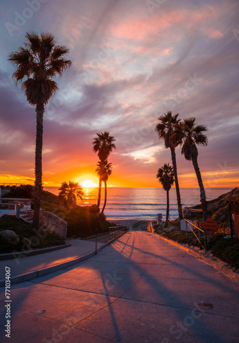 palm tree sunset  © derek