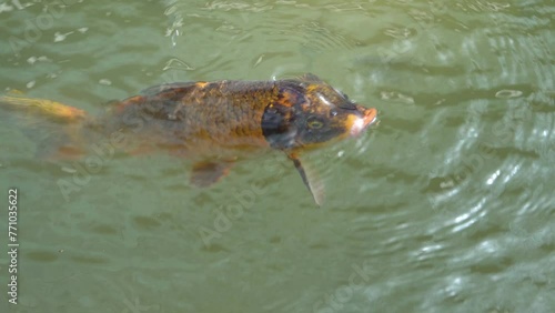 Large orange carp floating under water close up