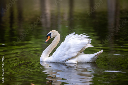 White Swan Swimming in a Lake photo