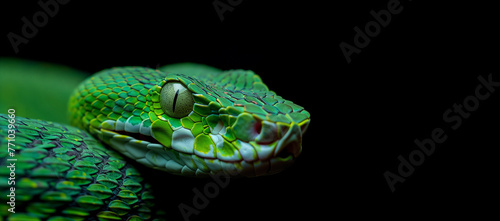 Green albolaris snake side view, animal closeup. Green viper snake closeup head, black background, copy space