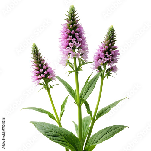 vertical closeup shot of white lavender flowers isolated