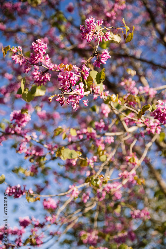 Vibrant pink flowering tree showcasing the beauty of spring blossoms against a blue sky backdrop. Vibrant pink flowering tree showcasing the beauty of spring blossoms against a blue sky backdrop.