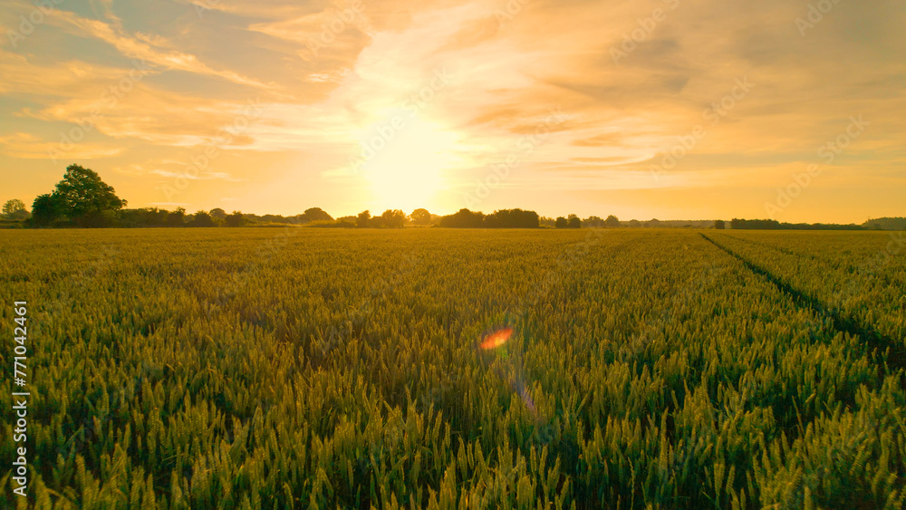 AERIAL, LENS FLARE: Vast field full of wheat glows in the golden morning light