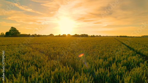 AERIAL  LENS FLARE  Vast field full of wheat glows in the golden morning light