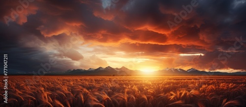 The sunset paints the cloudy sky over the wheat field with a beautiful afterglow, creating a serene atmosphere in the natural landscape © AkuAku