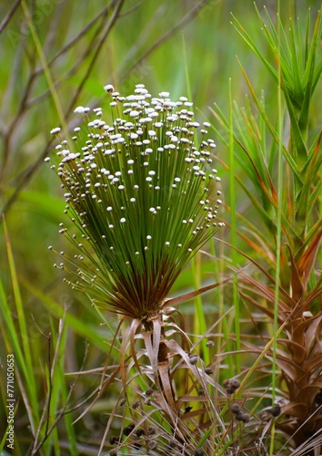 Chuveirinho do Cerrado - Paepalanthus chiquitensis photo