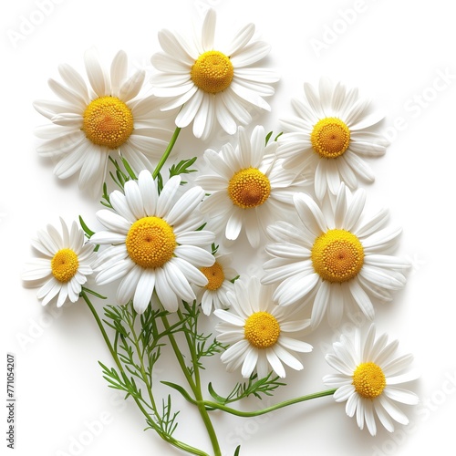 Chamomile Flowers All Natural Raw Fresh Medicinal Herbal Medicine or Culinary Organic Food Ingredient Isolated Object for Marketing or Agricultural Advertising  