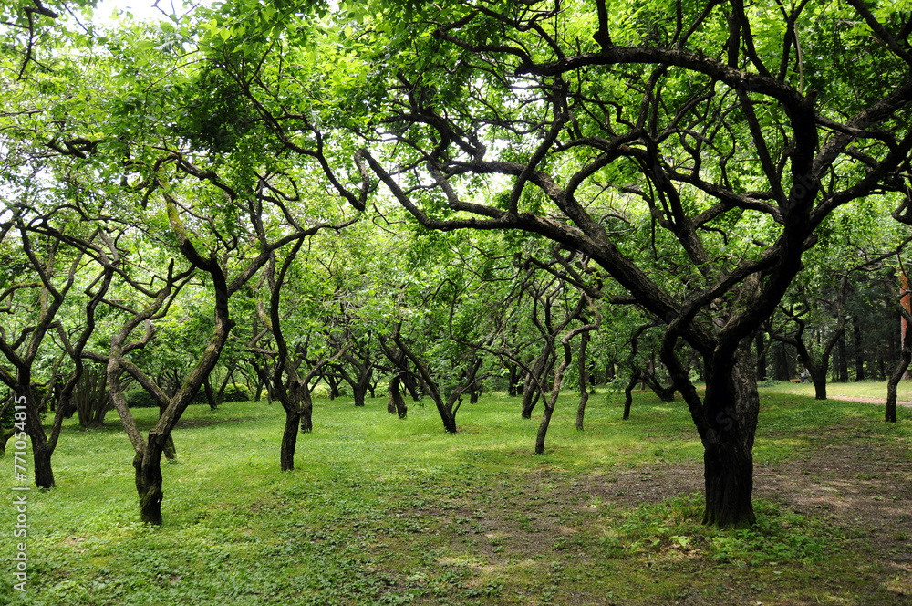 Fototapeta premium 新緑の梅林