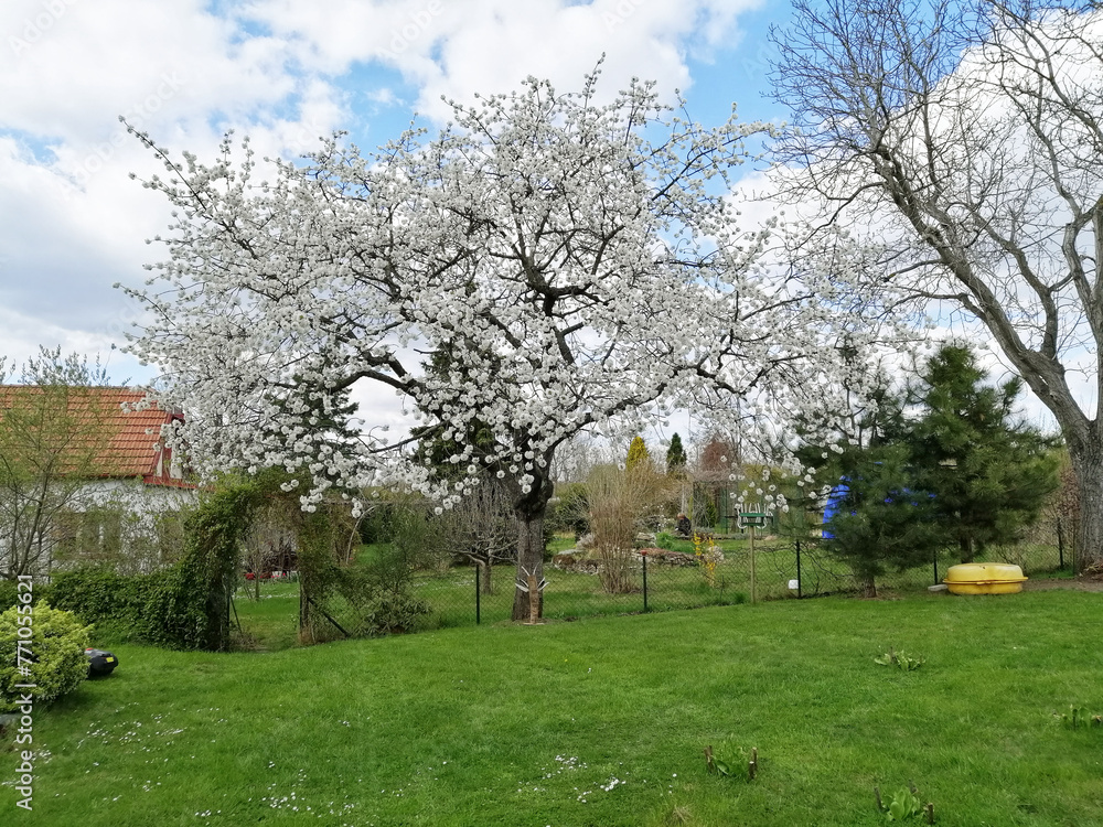 Spring in Czechia