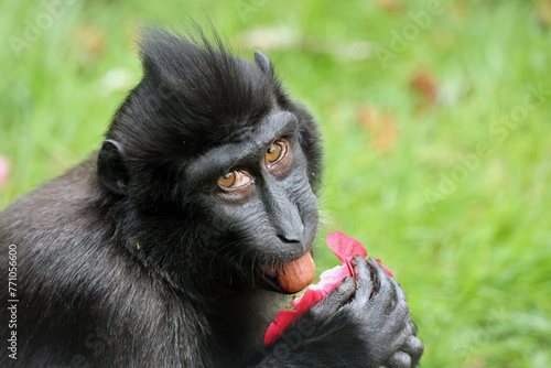 Crested Macaque (Macaca Nigra) in natural habitat