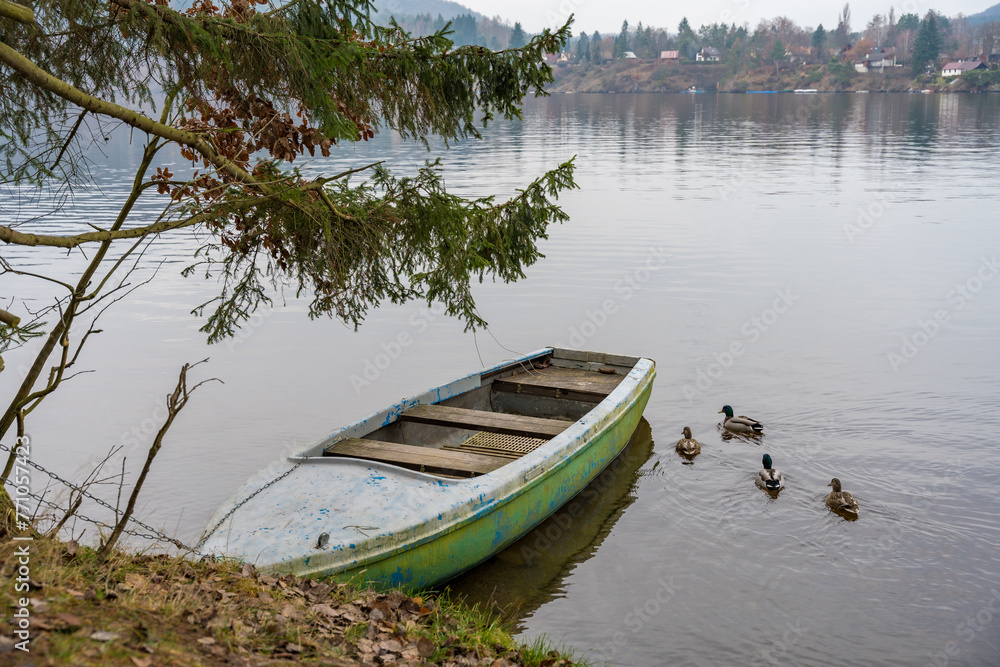 A moored boat on the bank of a river in the forest and a swimming flock of ducks in the Czech Republic