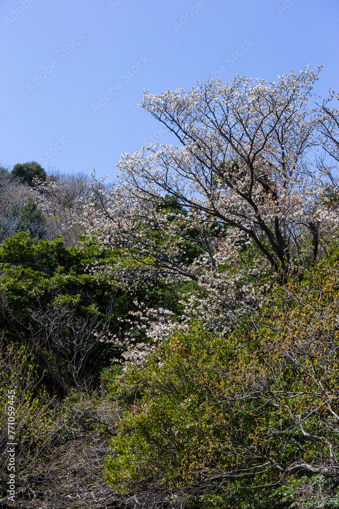 綺麗に咲いた山桜の花 ヤマザクラ