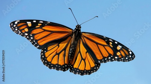 Monarch butterfly mid-flight its intricate orange and black wings contrasting against a pale cloudless blue North American sky