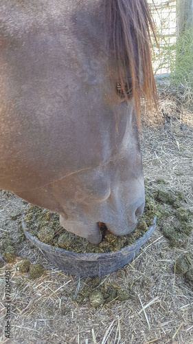 Sooty Buckskin Paint Horse Stallion Eats Soaked Alfalfa Cubes