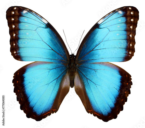 Blue butterfly isolated on transparent. Big blue iridescent butterfly Morpho peleides png. Collection butterflies. Morphidae. Tropical butterfly. Lepidoptera. Entomology 