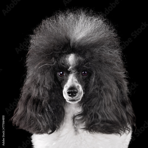 Portrait of beautiful black and white poodle