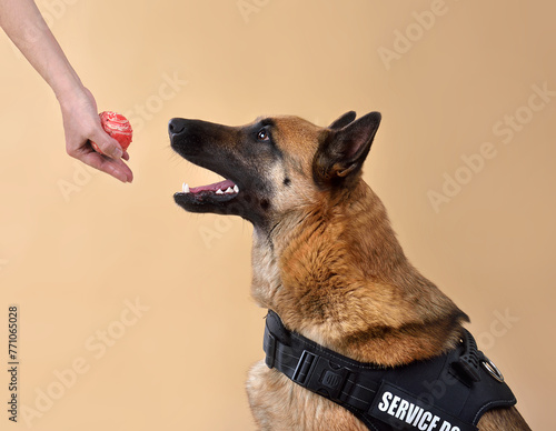 Service Dog taking a bal