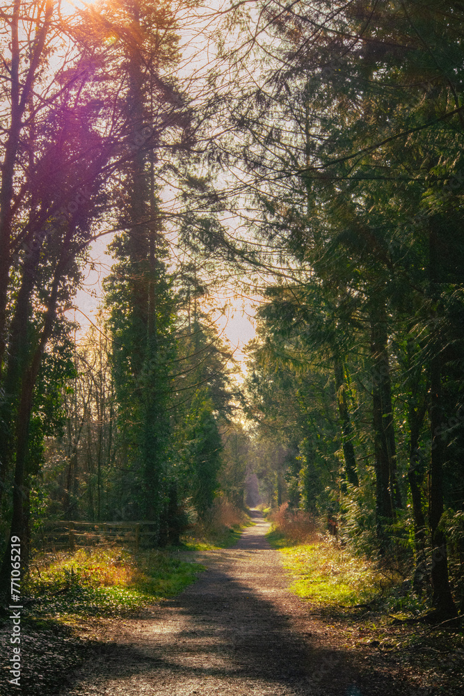 Obraz premium path in the forest