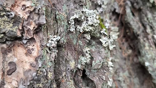 thuja cypress branches close up closeup moss lichen ecology park forest garden uotdoors nature background  photo