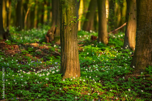 Flowering green forest with white flowers, spring nature background