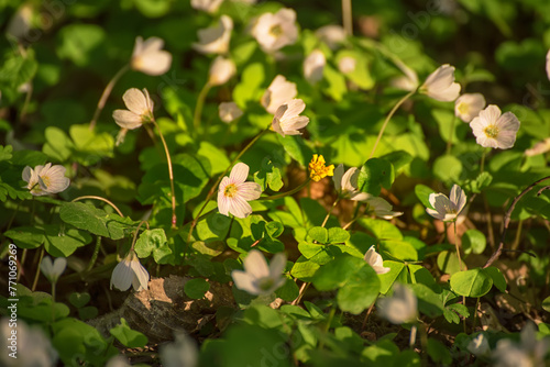 White anemone flowers growing in spring forest, natural seasonal background