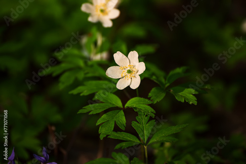 White anemone flowers growing in spring forest, natural seasonal background © Roxana