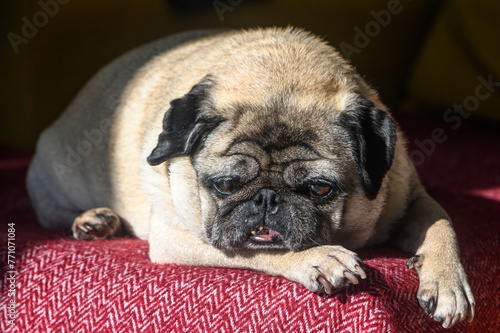 An old pug sleeps on a red sofa.