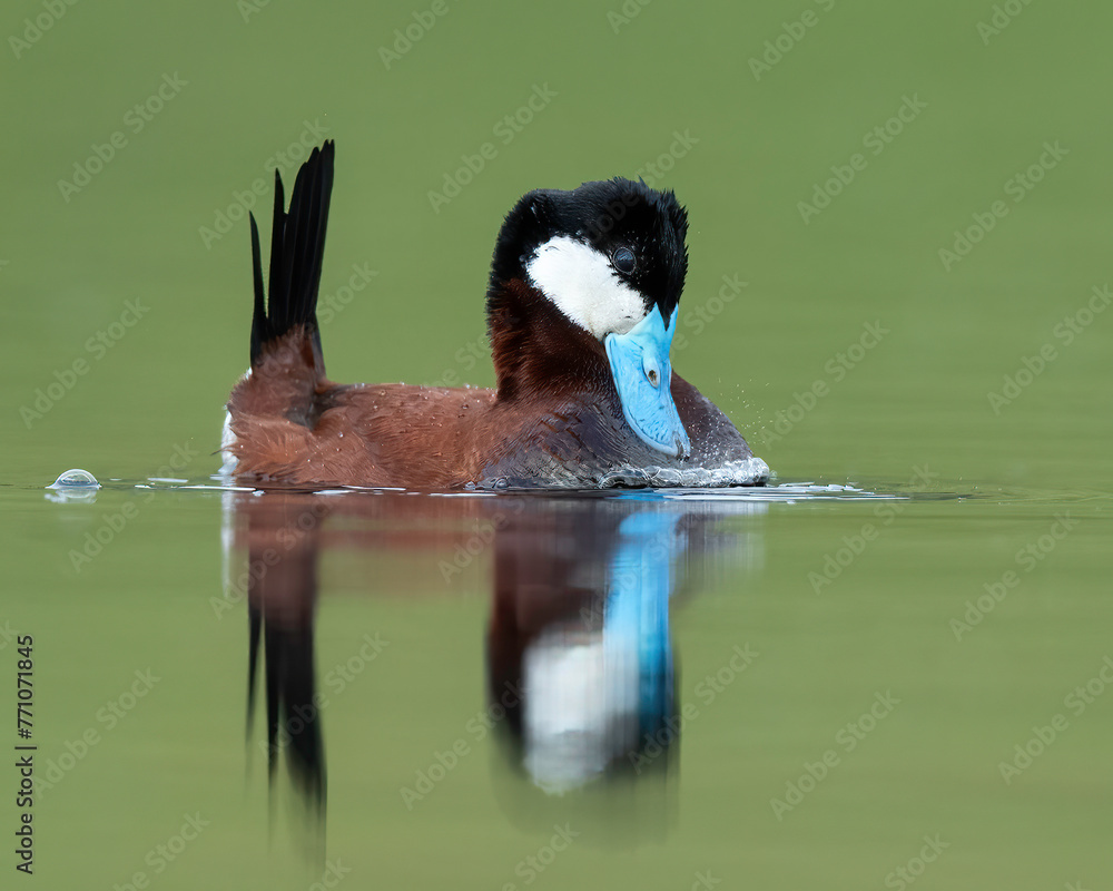 Ταπετσαρία Ruddy Duck (Oxyura jamaicensis) performing breeding display, Kamloops, Canada