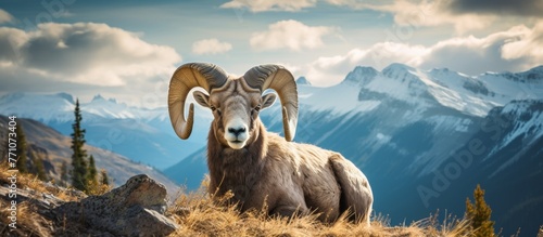 A majestic goatantelope with large horns rests atop a mountain in a vast grassland landscape, with fluffy clouds floating overhead photo