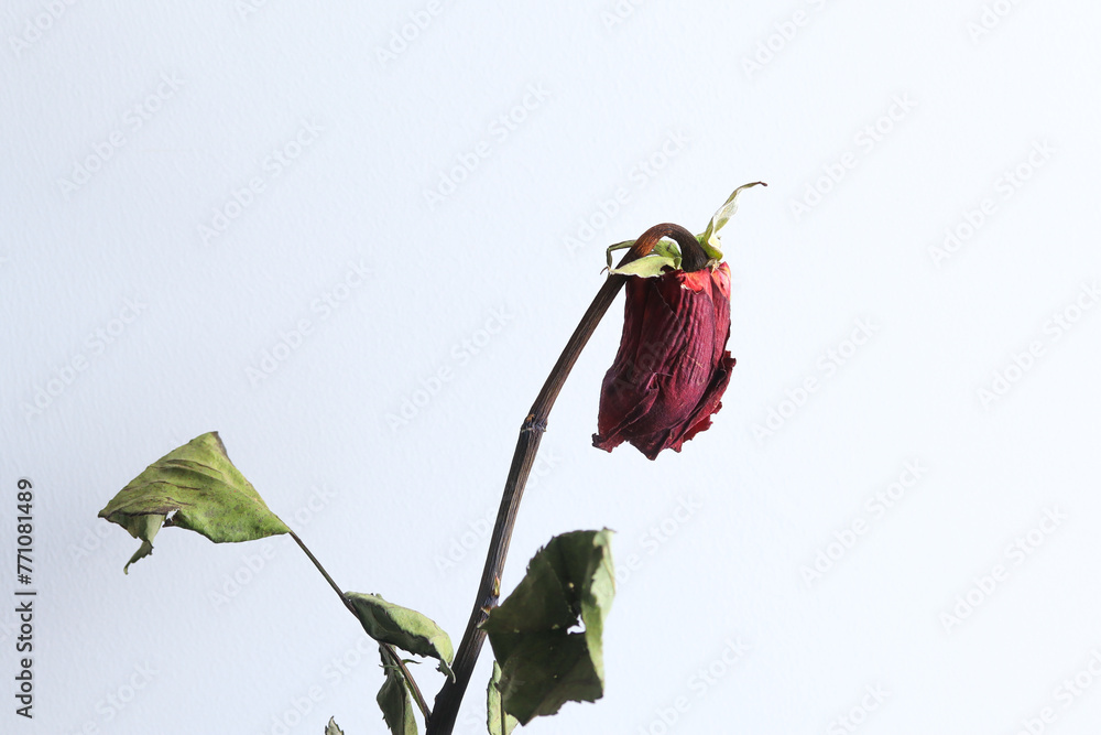 Fototapeta premium Photograph of dried roses representing oblivion and sadness. Concept of plnatas and flowers.