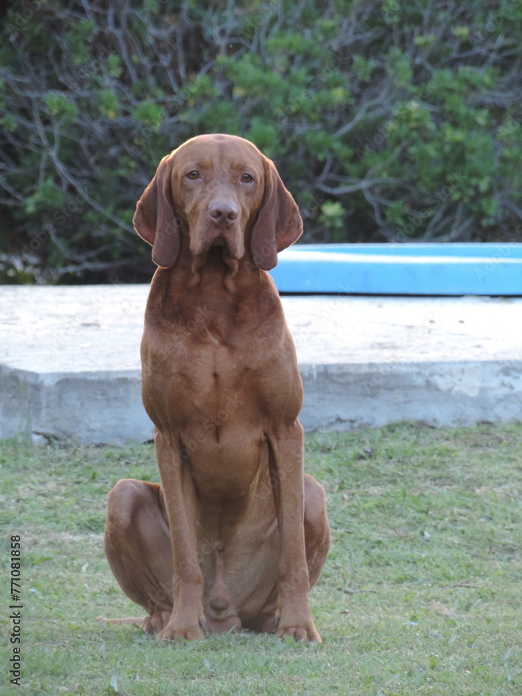 Magyar Vizsla, Hungarian Vizsla