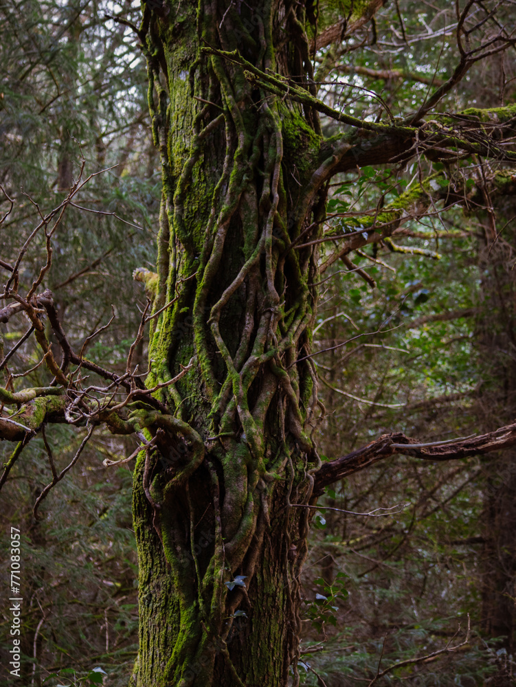 Fototapeta premium tree in the woods,a tree is wrapped around another tree