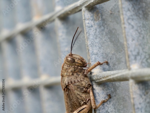 Konstfotografi The Egyptian grasshopper or Egyptian locust (Anacridium aegyptium), Spain