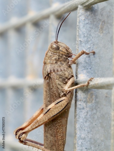 The Egyptian grasshopper or Egyptian locust (Anacridium aegyptium), Spain