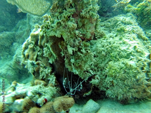 Shrimp hiding uder a coral head in the Caribbean Sea, off the coast of Utila, Honduras photo