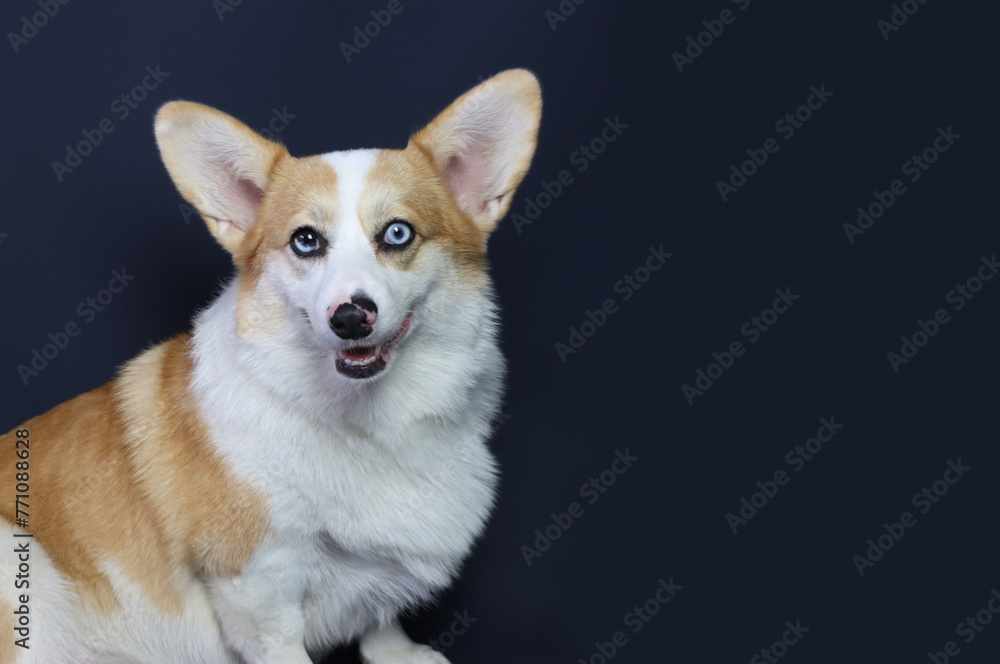 Red corgi dog with blue eyes sitting and looking with a smile to the camera and coy space in the right side
