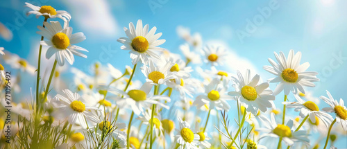 A lush field brimming with sunlit daisies showcases nature's abundance, its vibrancy reflecting life's fullness and energy © Daniel