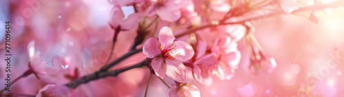 Beautiful close-up of a cherry blossom branch highlighted by a soft, enchanting light that emphasizes the delicate pink petals