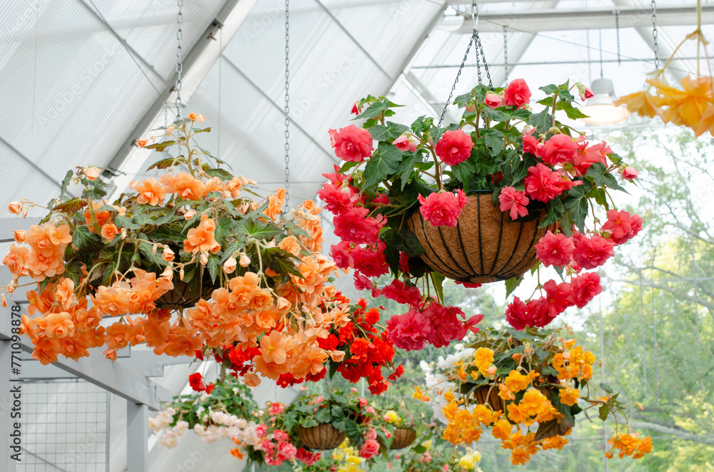 hanging plant baskets with vibrant Begonia blooming flowers in a filtered light greenhouse with the translucent panels. Concept of indoor nursery display, garden show exhibition or horticulture
