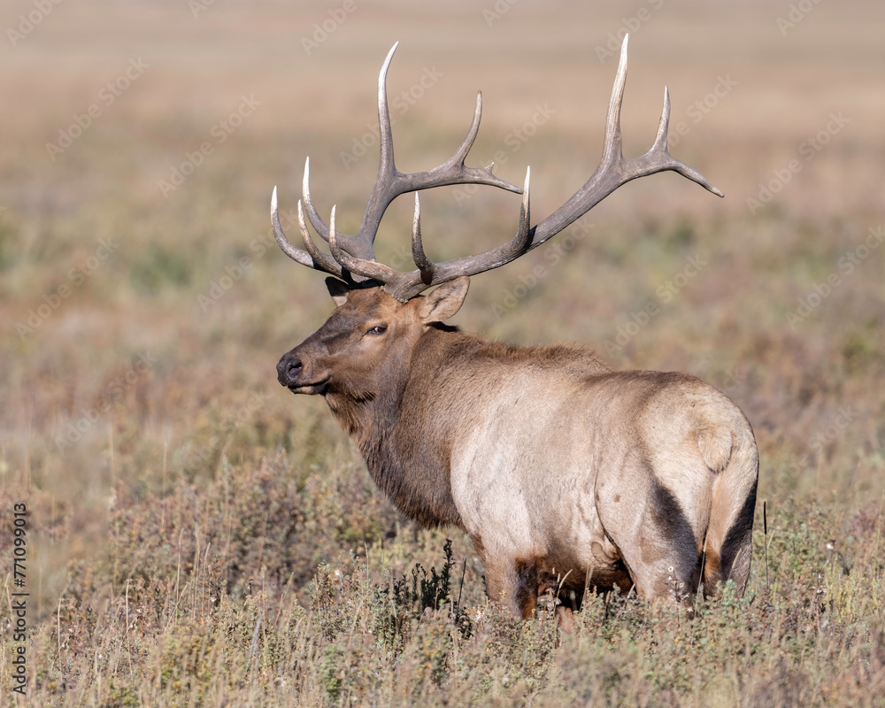 Rocky Mountain Bull Elk (Cervus canadensis) bugling during the fall rut, Rocky Mountian National Park, Colorado