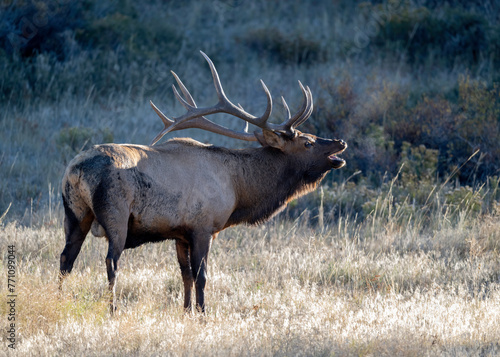 Rocky Mountain Bull Elk (Cervus canadensis) bugling during the fall rut, Rocky Mountian National Park, Colorado