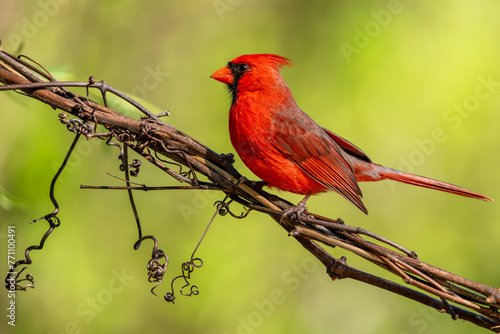Male Cardinal Perched on a Vine