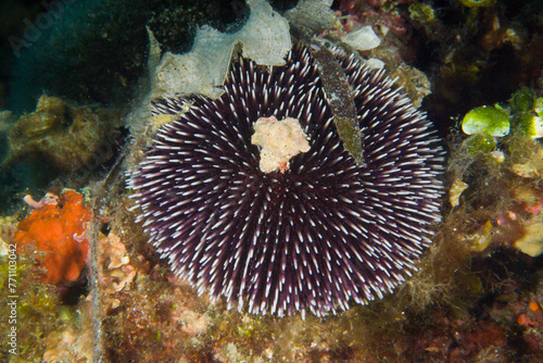 Underwater Mediterranean purple sea urchin - Sphaerechinus granularis. riccio canuto (sphaerechinus granularis). Alghero. Sardinia, Italy. photo