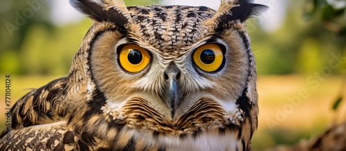 A closeup photograph of an Eastern Screech Owl with striking yellow eyes staring directly at the camera, showcasing the birds unique adaptation for spotting prey in the dark © AkuAku