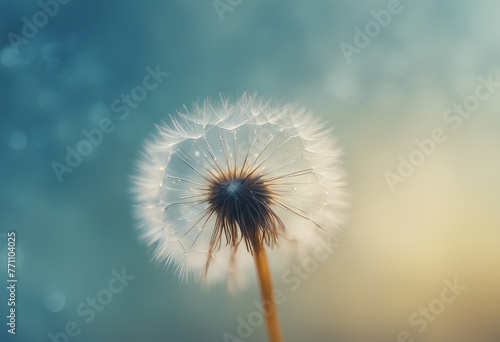 Beautiful dew drops on a dandelion seed macro Beautiful blue background Large golden dew drops on a