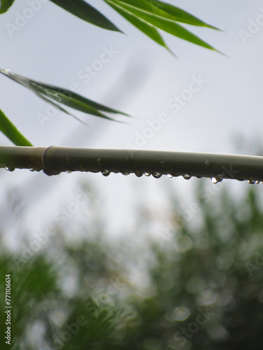 close up of whater drops on the branch 