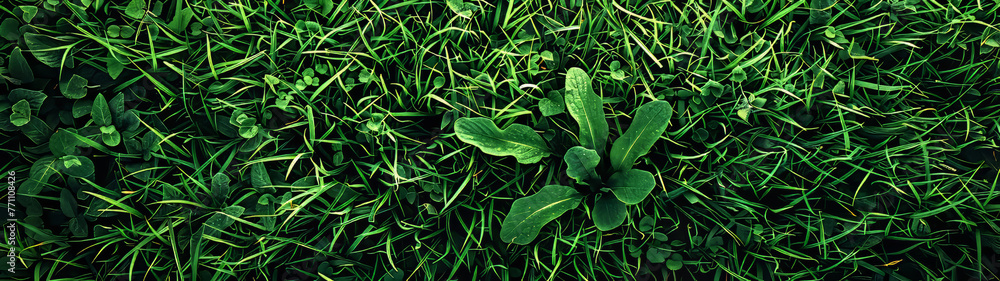 Top view of a dense clover and grass field, highlighting variations in plant types within the greenery - obrazy, fototapety, plakaty 