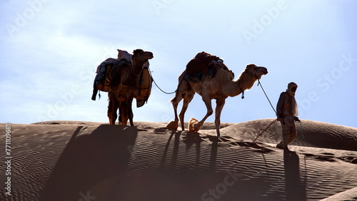 Dromedary camels  Camelus dromedarius  in silhouette on a sand dune  on a camel trek in the Sahara Desert outside of Douz  Tunisia