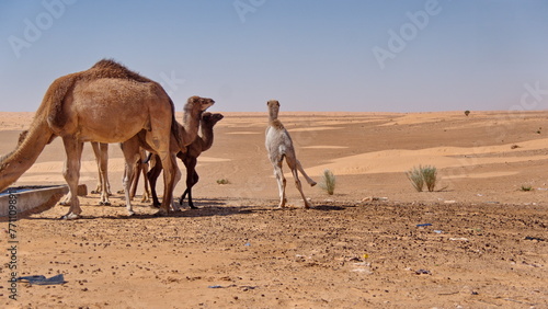 Dromedary camel  Camelus dromedarius  calves in the Sahara Desert outside of Douz  Tunisia
