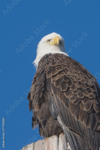 Bald Eagle © Robert